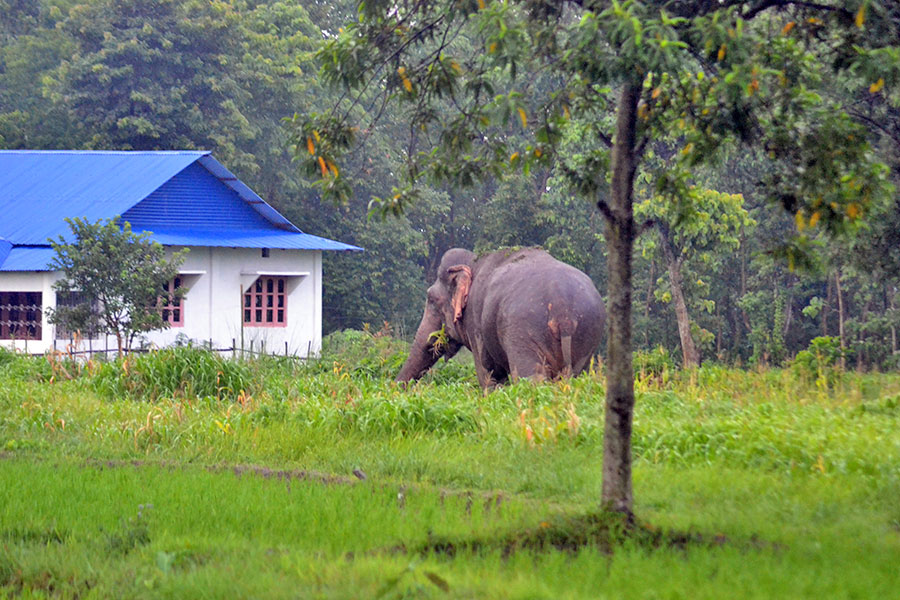 हात्ती आउने डरले घरमा बस्दैनन् लालझाडीबासी