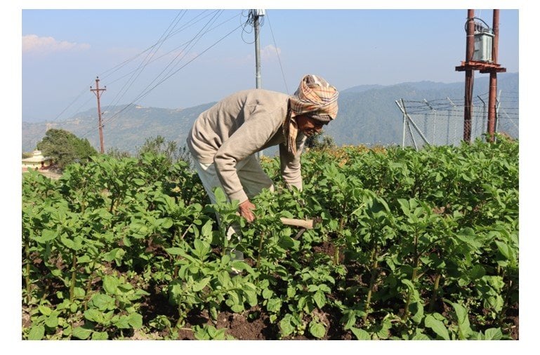 ९० वर्षको उमेरमा कृषि र पशुपालनमा सक्रिय