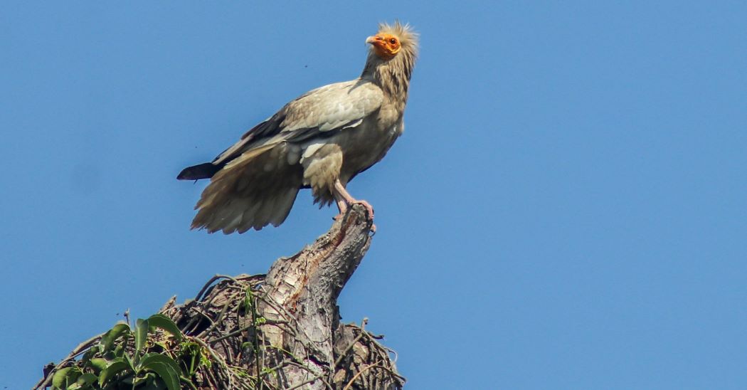 कैलाली र कञ्चनपुरमा गिद्धको गुँड अनुगमन