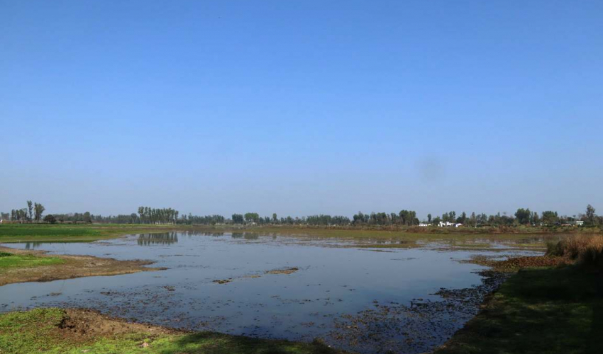 पुरैनी तालमा चराको सङ्ख्या घट्यो