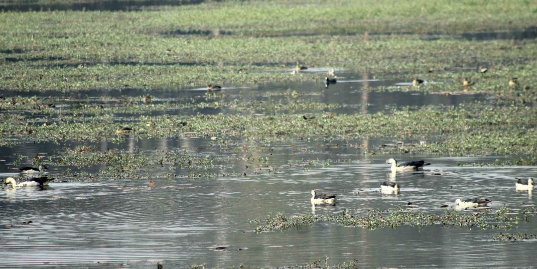 निकुञ्ज क्षेत्रबाहिर एक हजार ८६३ जलपन्छी