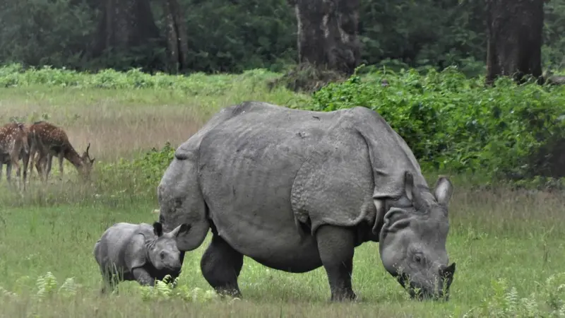 अमेरिकाले सहयोग रोक्दा नेपालमा गैंडा गणना कार्यक्रम प्रभावित